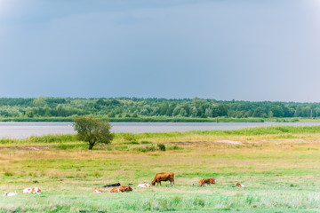 brązowe krowy pasące się na łące  © Mariusz_arts