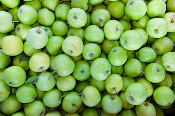 Summer fresh apples