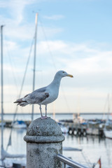 Silbermöve, larus argentatus