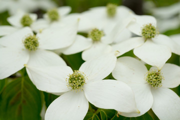 白いヤマボウシの花