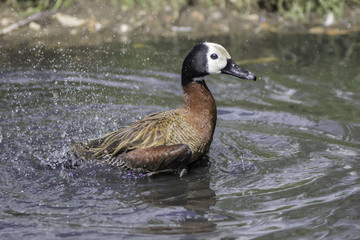 Whistling duck splashing on water. Wild bird washing.
