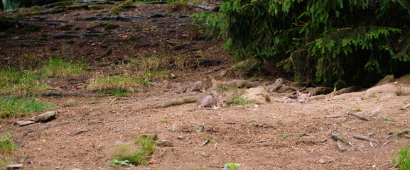 getarnte Wolfswelpen, zwei süße Wolfswelpen liegen auf sandigem Boden vor ihrer Höhle