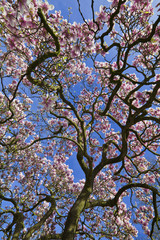 Spring