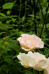 薄いオレンジ色のバラ