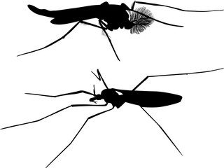 two black mosquitoes on white