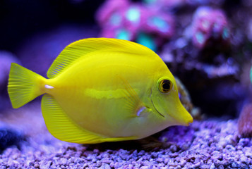 Yellow zebrasoma tang