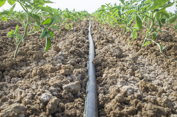 Young tomato plants drip irrigation system. Ground level view