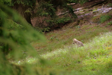 alone, single wolf puppy in blooming gras between trees