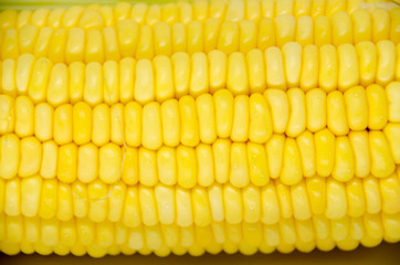 Fresh sweet corn close up