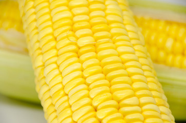 Fresh sweet corn on  the white background