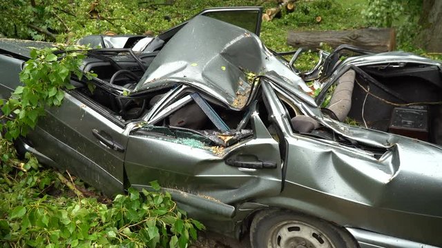car is crushed by a tree in the park