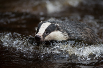 Badger in forest creek. European badgerforest swimming in the water, animal in the nature forest habitat, Germany, central Europe. Wildlife scene from nature. Mammal in the water. (Meles meles)