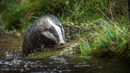 Badger in forest creek. European badgerforest swimming in the water, animal in the nature forest habitat, Germany, central Europe. Wildlife scene from nature. Mammal in the water. (Meles meles)