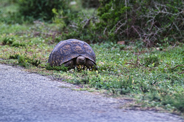 Schildkröte am Wegesrand