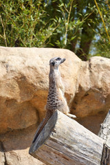 Suricate