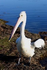 pelican australie
