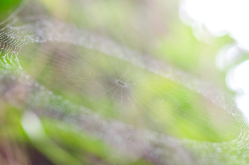 Close up:spider net with rain drop