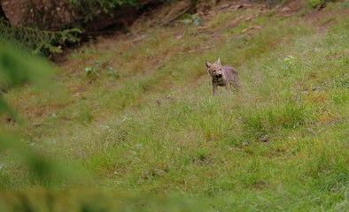 Wolfswelpe, süßer Wolfswelpe auf einer Waldlichtung im hohen Gras