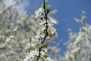Blossoming branch of Prunus cerasifera against blue sky