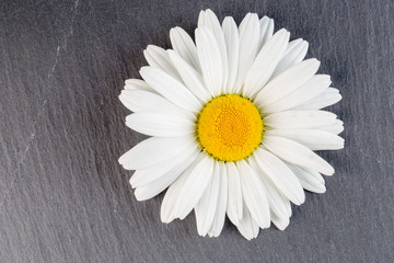 A daisy flower on a gray stone background