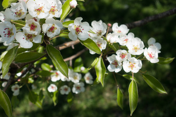 Pear branch covered with white flowers in spring