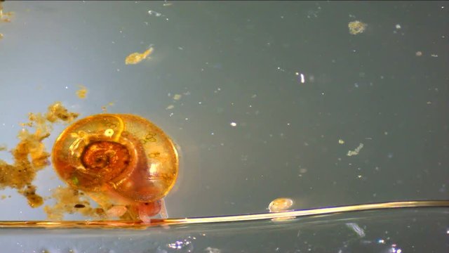 Snail and other inhabitants of a pond
