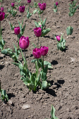 Few magenta colored tulips in the flowerbed