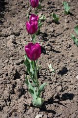 Line of reddish violet flowering tulips in spring