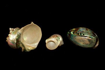 Abalone Mother of Pearl Sea Shells