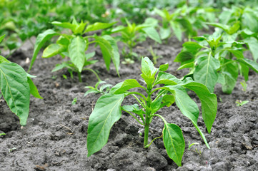  close-up of growing young pepper plantation  in the vegetable garden 