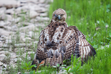 Red Tailed Hawk with missing eye