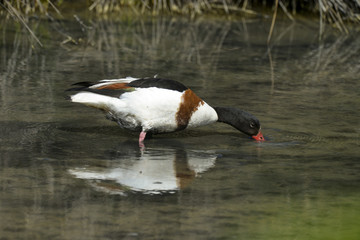 Tadorne de Belon,.Tadorna tadorna, Common Shelduck