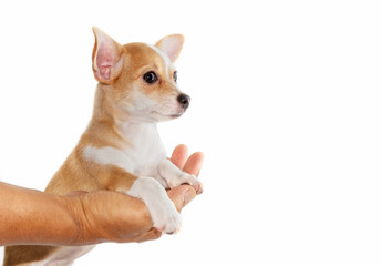 Cute chihuahua puppy relax and lying down on hand