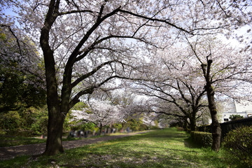 Fototapeta na wymiar Japan Sakura flower park or cherry blossom full bloom in spring season .