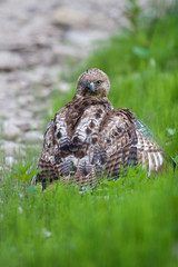 Red Tailed Hawk with missing eye