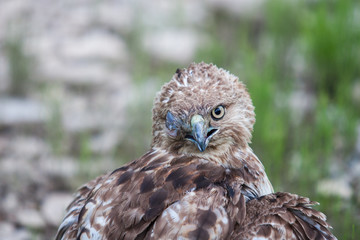 Red Tailed Hawk with missing eye