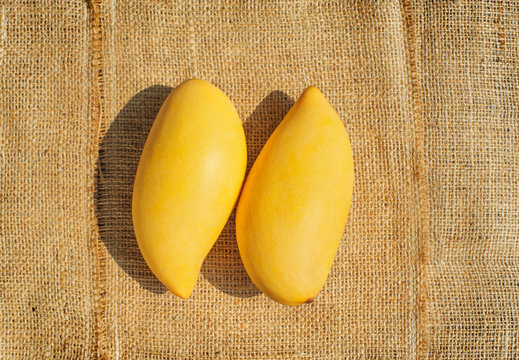 two fresh mangoes fruit put on the sack fabric backgrond