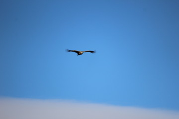 Vulture flying