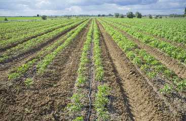 Young tomato plants planted in two lines each furrow