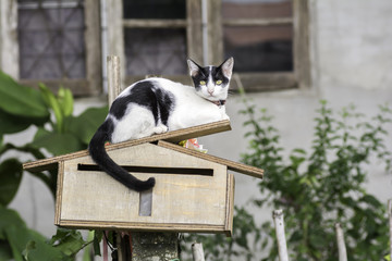 Cats with white and black hair Lie on the mailbox at home.