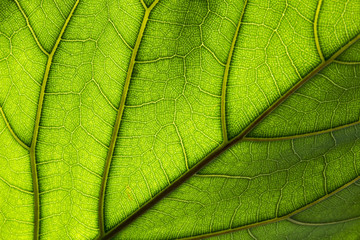 Fototapeta na wymiar Blattstruktur, leaf structure