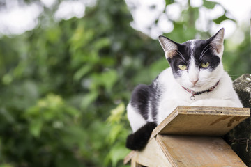 Cats with white and black hair Lie on wood