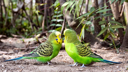 Wellensittiche, budgerigars