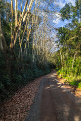 Dirty road with dry leaves in winter, Vale dos Vinhedos valley