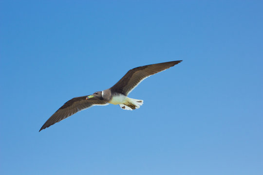 Seagulls flying and Fishing by the sea side with the background of the ocean and the blue sky
