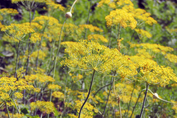 Dill color close up