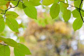 Autumn leafs frame