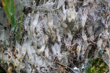 Ermine moth chrysalis group.