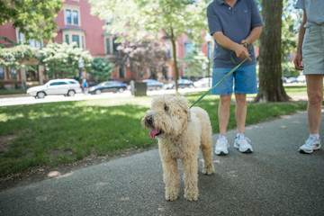 Cute and friendly Wheaton Terrier out for a walk with his owners in Boston