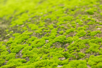 close up of green moss on old cement floor background texture